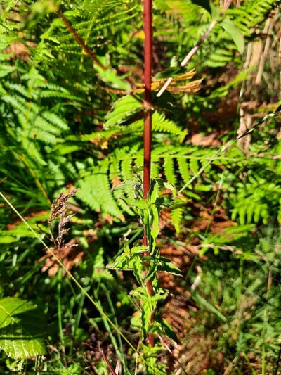 Hypericum undulatum, photographed by Billy Fullwood