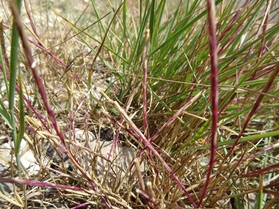 Parapholis strigosa, photographed by Robert H. Wardell