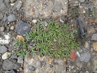 Lepidium coronopus, photographed by Robert H. Wardell
