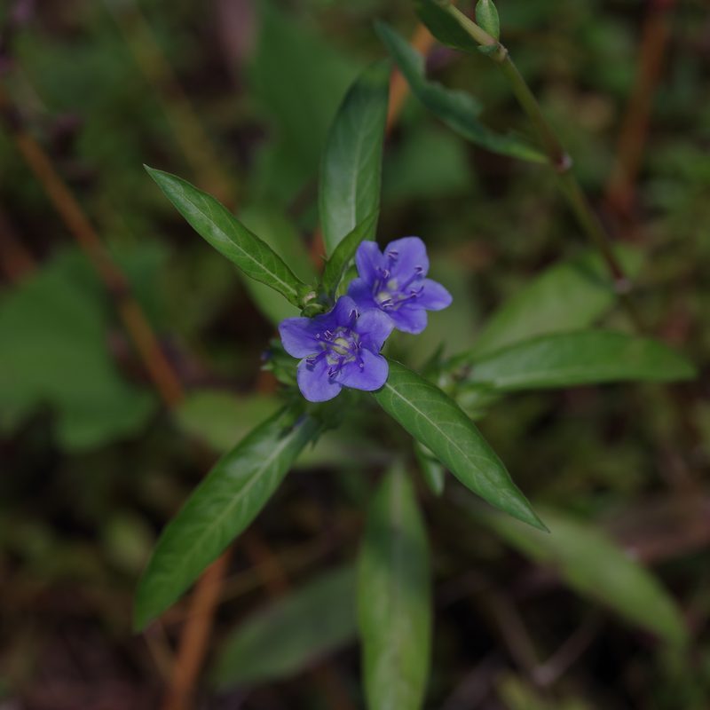 Hydrolea uniflora, photographed by Michelle W. （鍾偉瑋）