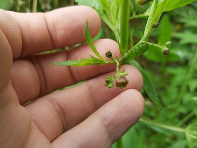 Scrophularia oblongifolia, photographed by Tomas Pocius