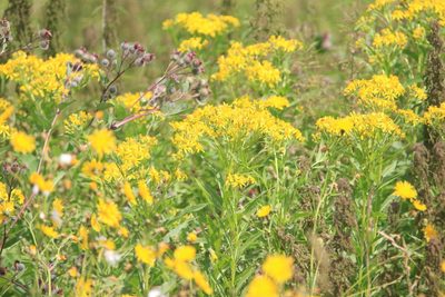 Senecio sarracenicus, photographed by Нурхайдарова Татьяна