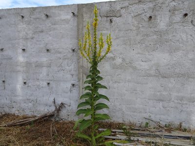 Verbascum pulverulentum, photographed by Thomas Koffel