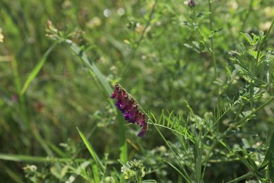 Vicia megalotropis, photographed by Нурхайдарова Татьяна