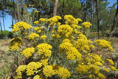Helichrysum italicum, photographed by Paulo Martins