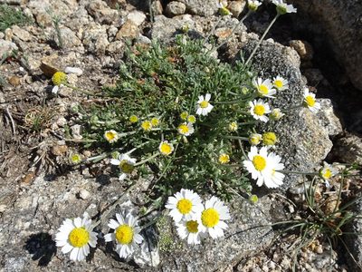 Anthemis cretica, photographed by Thomas Koffel