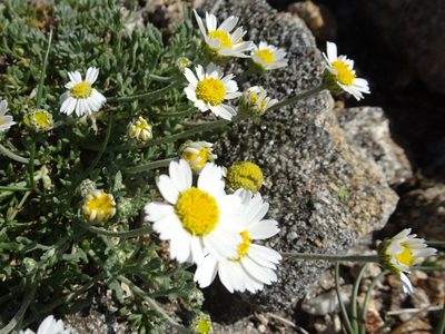 Anthemis cretica, photographed by Thomas Koffel