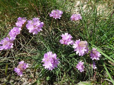Armeria malinvaudii, photographed by Thomas Koffel