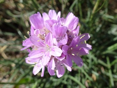 Armeria malinvaudii, photographed by Thomas Koffel