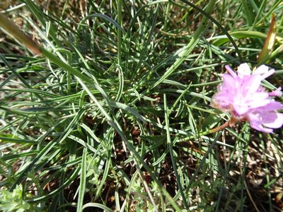 Armeria malinvaudii, photographed by Thomas Koffel