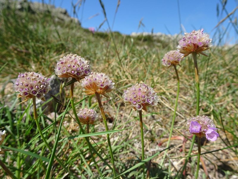 Armeria malinvaudii, photographed by Thomas Koffel