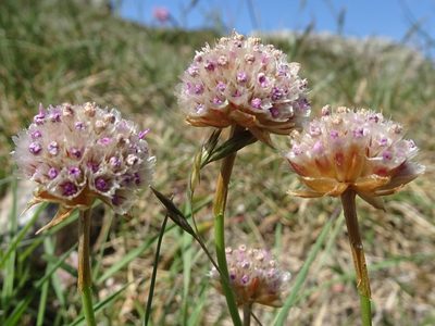 Armeria malinvaudii, photographed by Thomas Koffel
