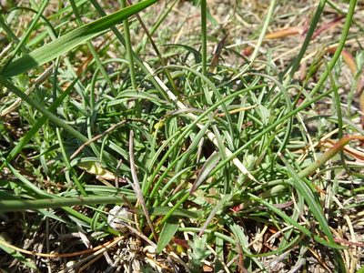 Armeria malinvaudii, photographed by Thomas Koffel