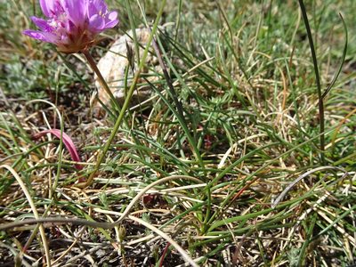 Armeria malinvaudii, photographed by Thomas Koffel