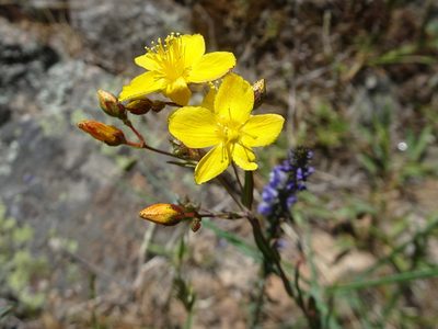 Hypericum linariifolium, photographed by Thomas Koffel