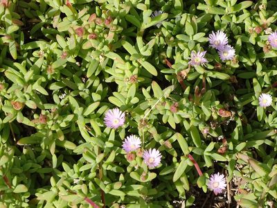 Delosperma patersoniae, photographed by Shaun Swanepoel