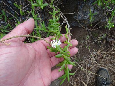 Delosperma affine, photographed by Shaun Swanepoel