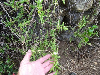 Delosperma affine, photographed by Shaun Swanepoel
