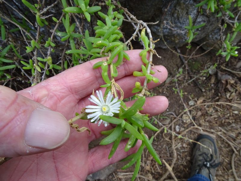 Delosperma affine, photographed by Shaun Swanepoel