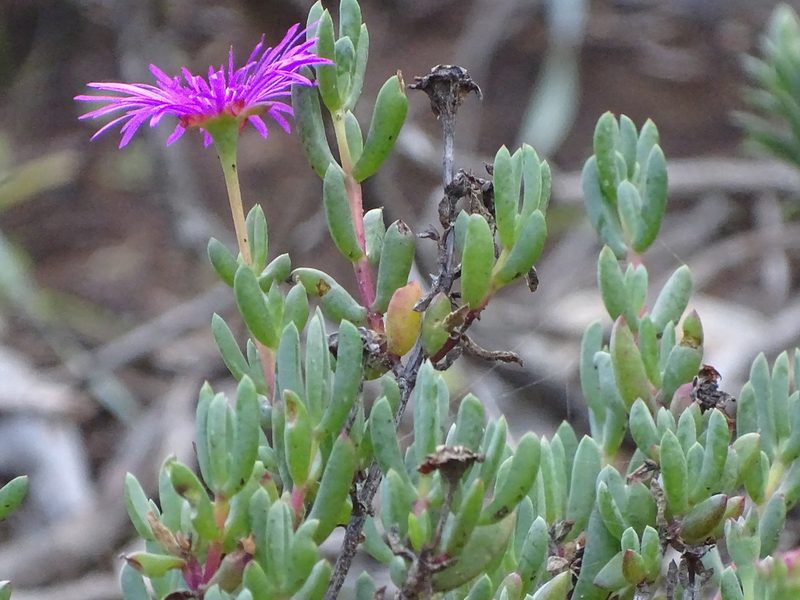 Lampranthus pauciflorus, photographed by Shaun Swanepoel