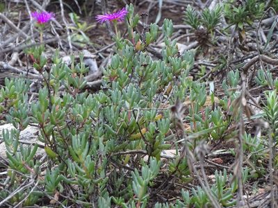 Lampranthus pauciflorus, photographed by Shaun Swanepoel