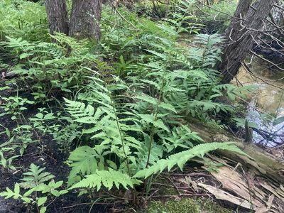 Dryopteris clintoniana, photographed by Derek