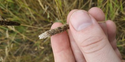 Alopecurus arundinaceus, photographed by Yurii Basov