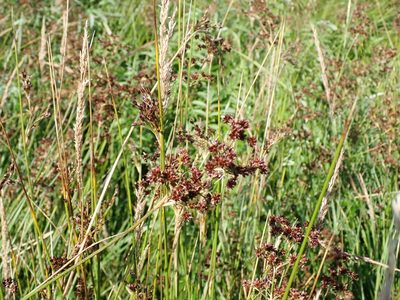 Juncus acutiflorus, photographed by Robert H. Wardell