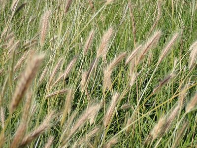 Hordeum secalinum, photographed by Robert H. Wardell