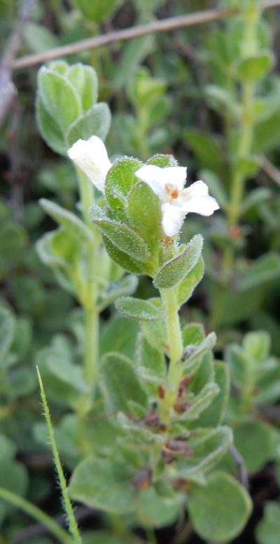 Dyschoriste tshwanensis, photographed by Henry de Lange