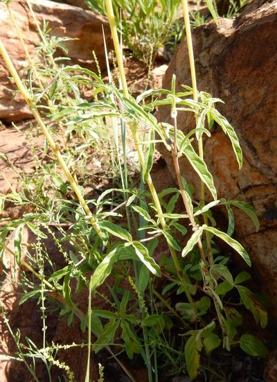 Sesamum triphyllum, photographed by Henry de Lange
