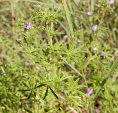 Cleome rubella, photographed by Henry de Lange