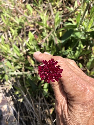 Knautia macedonica, photographed by Anthony O'Leary
