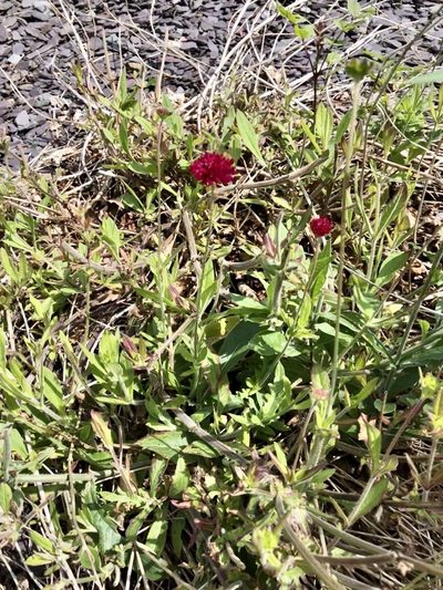 Knautia macedonica, photographed by Anthony O'Leary