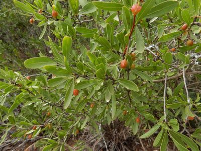 Gymnosporia tenuispina, photographed by Henry de Lange