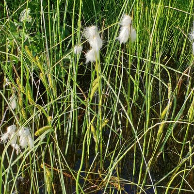 Eriophorum latifolium, photographed by Cilla Moerman