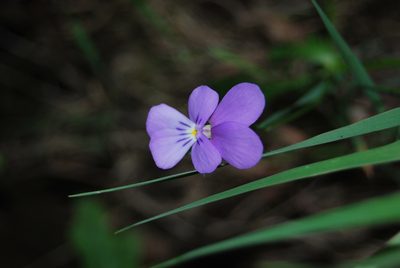 Viola bubanii, photographed by Nico Hernandez