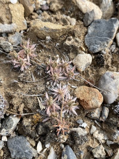 Eriogonum villiflorum, photographed by Matt Berger