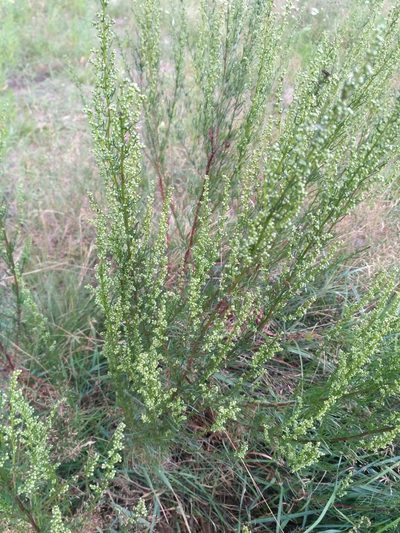 Artemisia marschalliana, photographed by Igor Balashov
