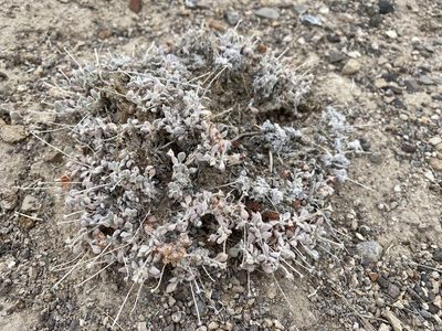 Eriogonum shockleyi, photographed by Matt Berger