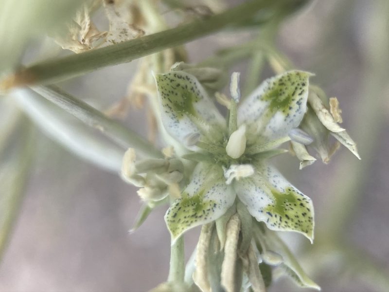 Frasera albomarginata, photographed by Matt Berger