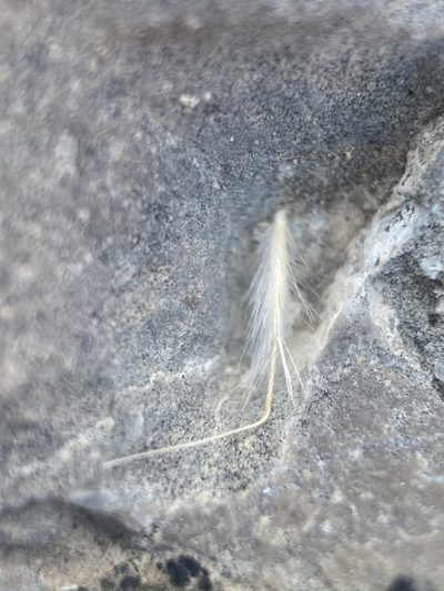 Eriocoma pinetorum, photographed by Matt Berger