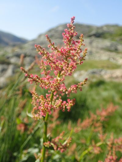 Rumex alpestris, photographed by Julien Renoult