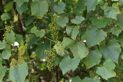 Vitis vulpina, photographed by Lauren McLaurin