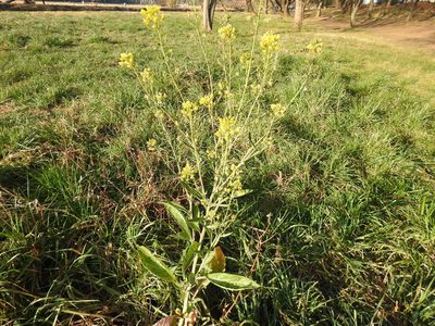 Brassica juncea, photographed by Matthew Fainman