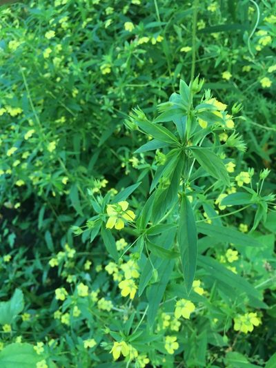Lysimachia hybrida, photographed by Jonathan Layman
