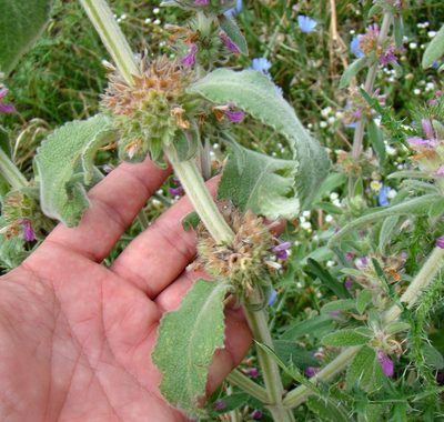 Stachys germanica, photographed by Юрий Данилевский (Yuriy Danilevsky)