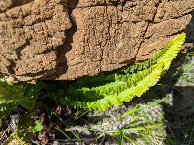 Polystichum kruckebergii, photographed by Erin McKittrick