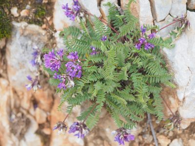 Oxytropis montana, photographed by carnifex