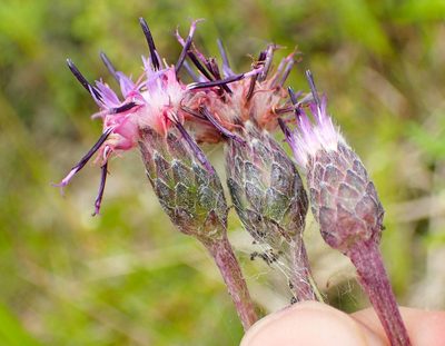Saussurea angustifolia, photographed by naokitakebayashi